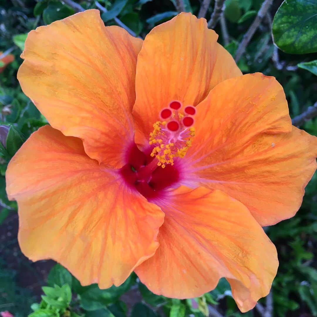 カミーラ・ベルさんのインスタグラム写真 - (カミーラ・ベルInstagram)「#aloha #camillastravels #hawaiianvibes #vacationmode」5月20日 13時08分 - camillabelle