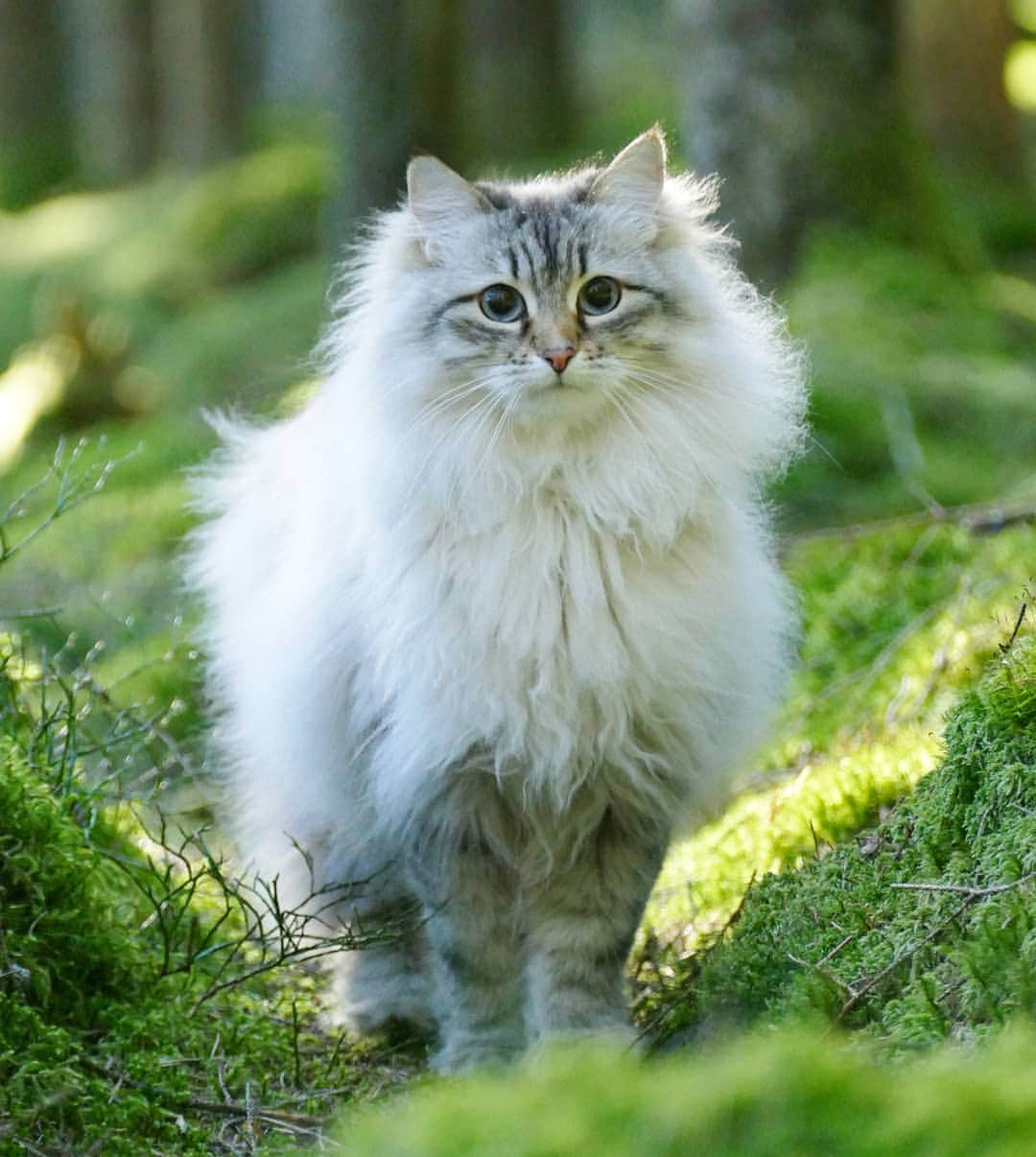 Floraさんのインスタグラム写真 - (FloraInstagram)「When the wind is your hair stylist 😹 #cats_of_instagram #kattunge #dailyfluff #bestanimal #excellent_cats #katter #bestcats_oftheworld #igcutest_animals #cat_features #cutepetclub #fluffypack #katt #bestmeow  #weeklyfluff #meow #AnimalAddicts #kittycat #cat #cats #kitten #kittens #kawaii #instacat #calico #neko #winter #snow #2019 #sibiriskkatt #siberiancat」5月20日 13時10分 - fantasticflora