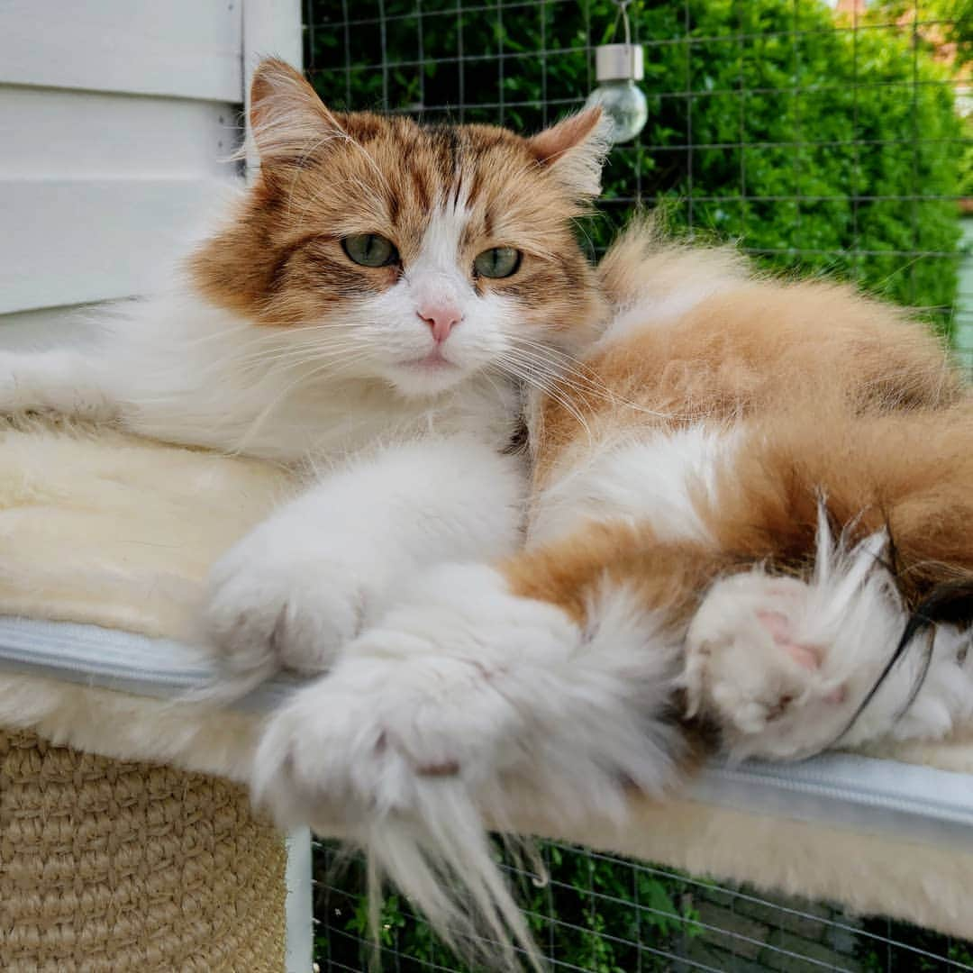 Nila & Miloさんのインスタグラム写真 - (Nila & MiloInstagram)「Check out my massive toe fluff. 😂❤️ #toefluff #siberiancats #fluffykitten」5月20日 4時59分 - nilamilo