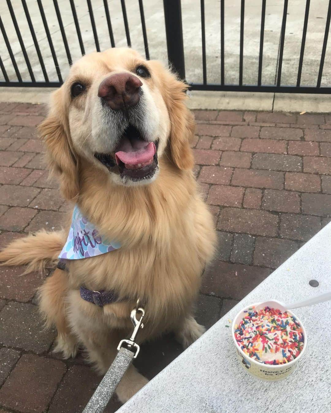 モヒートさんのインスタグラム写真 - (モヒートInstagram)「I had a therapy visit today and after mommy took me for ice cream!!! ------------------------------- #goldensofig #goldenretriever  #goldenretrieversofinstagram #betterwithpets #dogsofig  #dogsofinstagram #fluffypack #gloriousgoldens #welovegoldens #ilovemydog #goldenlife #bestwoof #ProPlanDog #ilovegolden_retrievers #mydogiscutest #retrieversgram #dogsofcle  #therapydog #icecream #sprinkles #spoiled」5月20日 5時03分 - mojito_rose_family