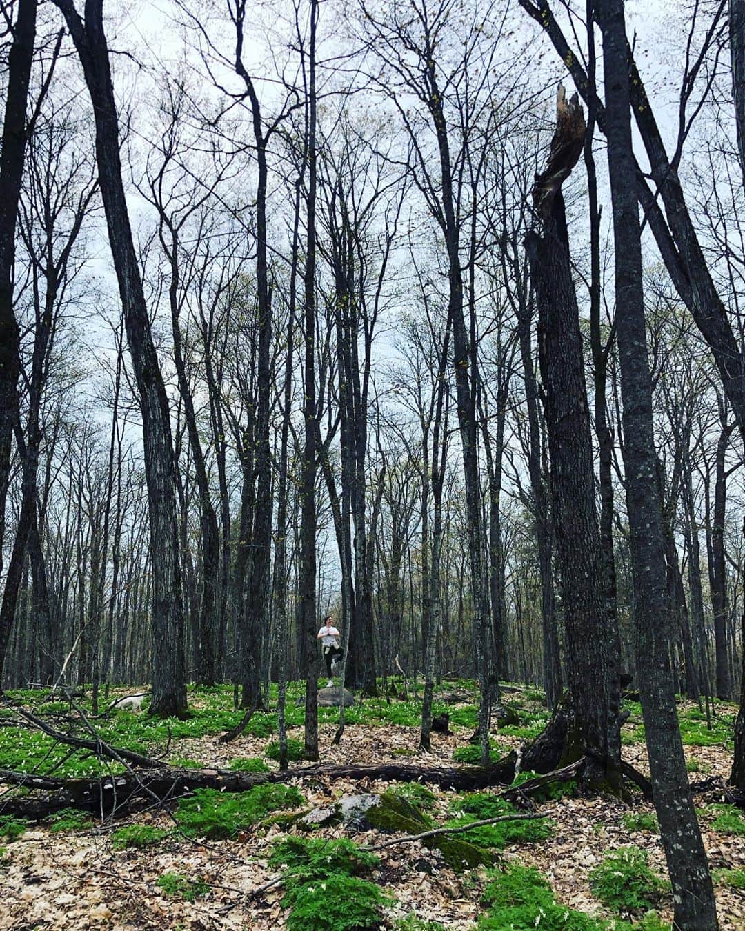 アレクサンドラ・ポールのインスタグラム：「🌳」