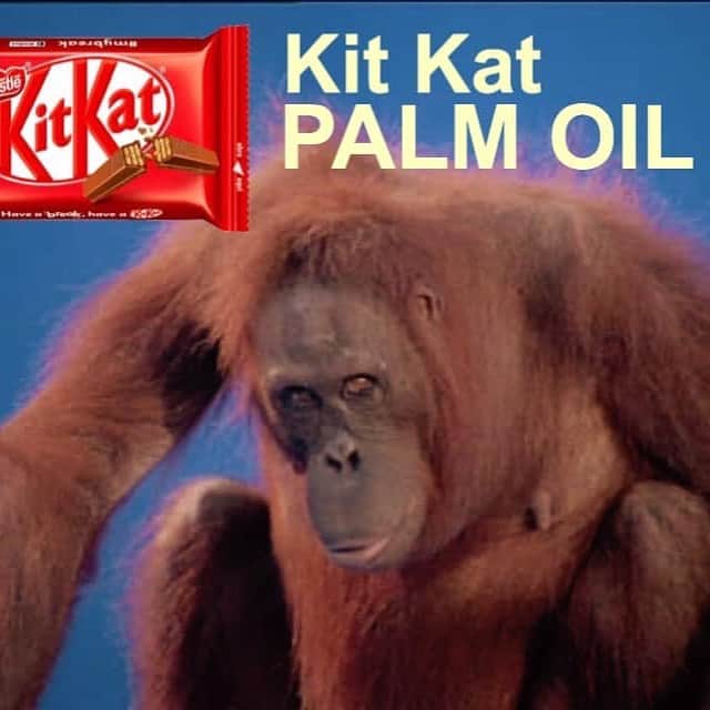 OFI Australiaさんのインスタグラム写真 - (OFI AustraliaInstagram)「Kit Kats contain palm oil.  _________________________________ 🐒 OFIA Founder: Kobe Steele 💌 kobe@ofiaustralia.com | OFIA Patron and Ambassador: @drbirute @orangutanfoundationintl |  www.orangutanfoundation.org.au 🐒  #orangutan #orphan #rescue #rehabilitate #release #BornToBeWild #Borneo #Indonesia #CampLeakey #orangutans #savetheorangutans #sayNOtopalmoil #palmoil #deforestation #destruction #rainforest #instagood #photooftheday #environment #nature #instanature #endangeredspecies #criticallyendangered #wildlife #orangutanfoundationintl #ofi #drbirute #ofi_australia #ofia #FosterAnOrangutanToday」5月20日 6時07分 - ofi_australia