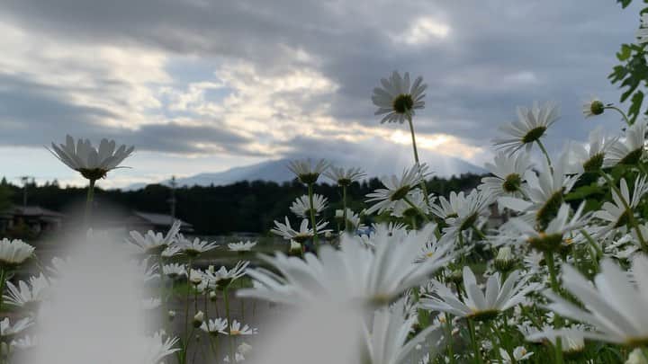 phantastic420のインスタグラム：「. 🤩🤩“Shizuoka” prefecture in Japan is a place where you can see the most “phantastic” Mt. Fuji🗻 in the world.🤩 #富士山 #mtfuji #japan #shizuoka #fujinomiya  #phantastic420photography #mostphantasticmtfuji #selamatpagi  #goodmorning  #おはようございます 😇😇😇😇😇😇😇🗻😇😇 今朝は一瞬見えましたが今は雲の中です😇」