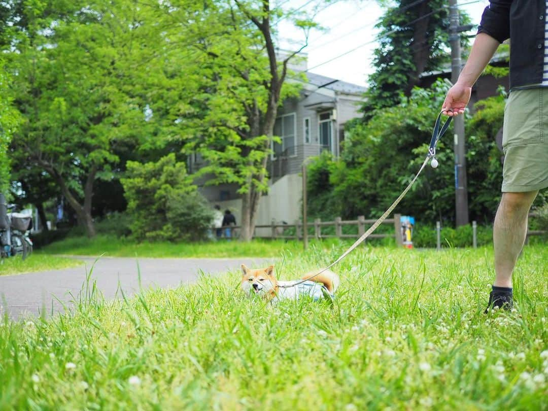 豆柴にこちゃんさんのインスタグラム写真 - (豆柴にこちゃんInstagram)「🐶 おはよー 昨日の井の頭公園にて。 . たくさん歩いてニッコニコ。 . #にこの右足闘病記 #柴犬#豆柴#pecoいぬ部#犬#わんこ#犬#ここ柴部#shibainu#dog#mameshiba#pecotv#dog#いぬのきもち部#しばいぬ#しばけん#こいぬ#シバイヌ#いぬ#イヌ#赤柴#マメシバ#ペット#日本犬#子犬#puppy#doggo#pet」5月20日 7時06分 - nikochan.mame48