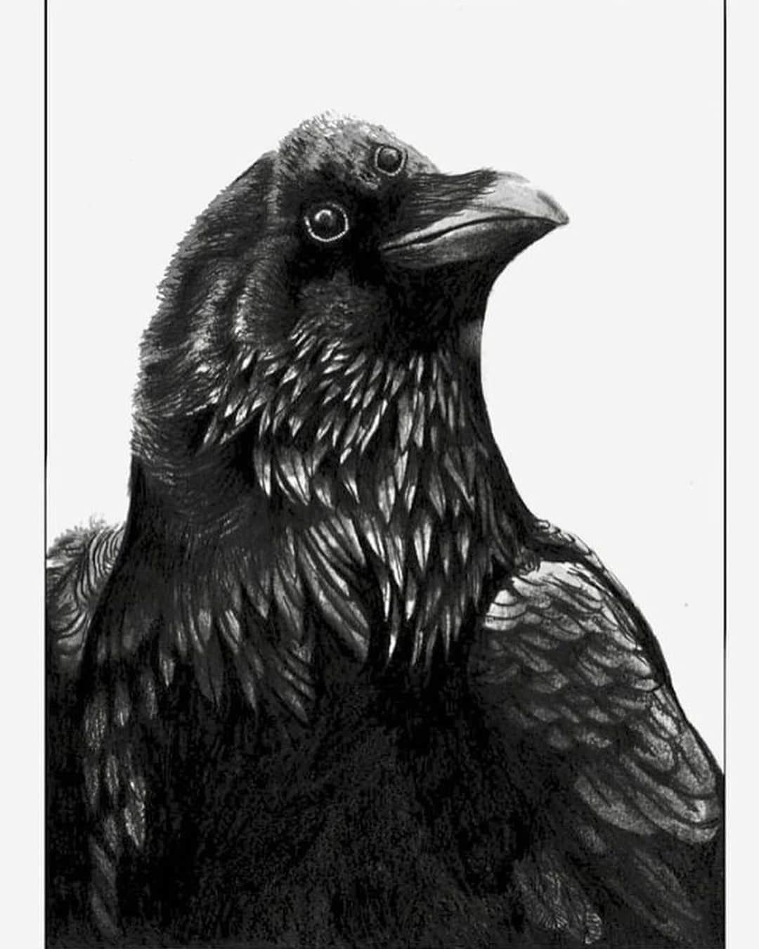 Art Collective Magazineさんのインスタグラム写真 - (Art Collective MagazineInstagram)「@laura.doudard.artwork graphite 3 eyed raven from #gameofthrones 💥 check her page for a bunch of nice bird drawings 🦅  #artnerd #artcollective #raven #thecrow」5月20日 7時13分 - art_collective
