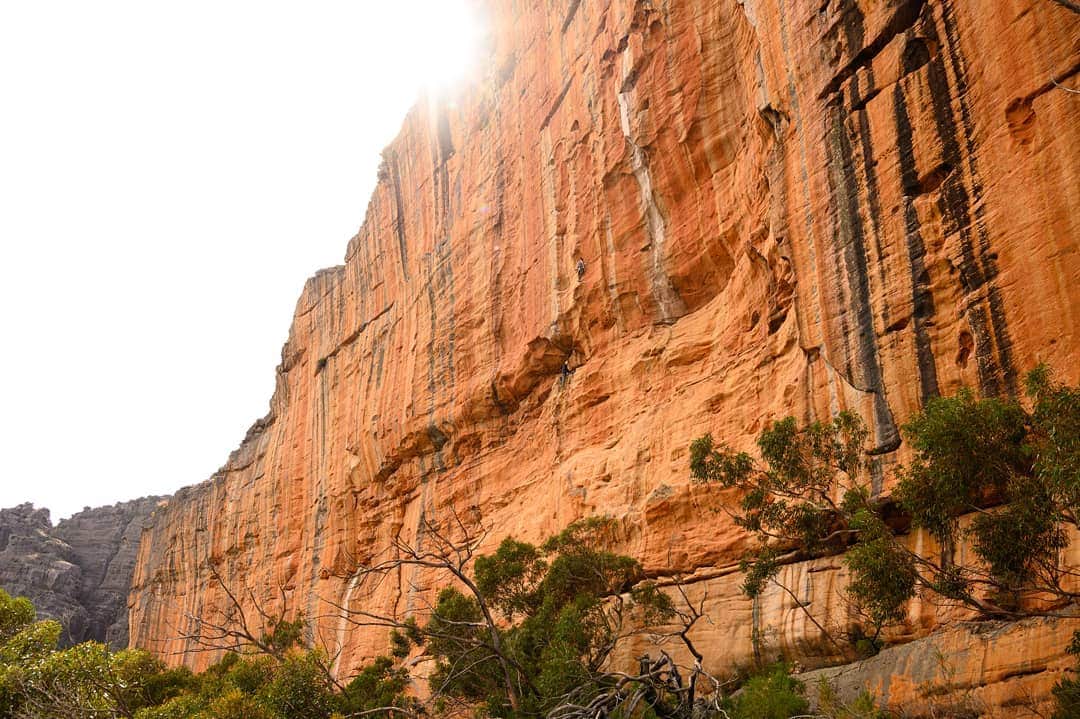 ペイジー・クラッセンのインスタグラム：「Said goodbye to the Taipan Wall. On the fun scale, Taipan gets an 11 out of ten. It's perfect, plus a bonus point because we never saw any snakes. As legend has it (or as someone told my gullible self long ago), you have to hike out from Taipan before sunset because all the snakes some out at last light. Welp, time to go avoid snakes in a different continent and tackle some Africa projects.  To support Grampians climbing access, visit https://vic.climb.org.au/」