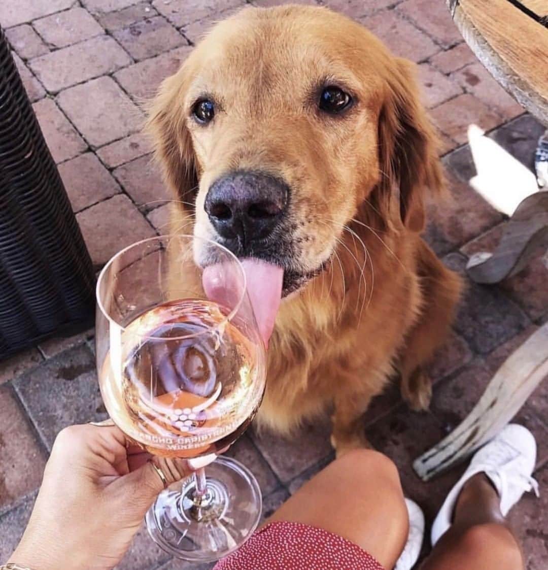 チェイサーのインスタグラム：「wine time!!🍷 @danielleebrownn #chaserbrand」
