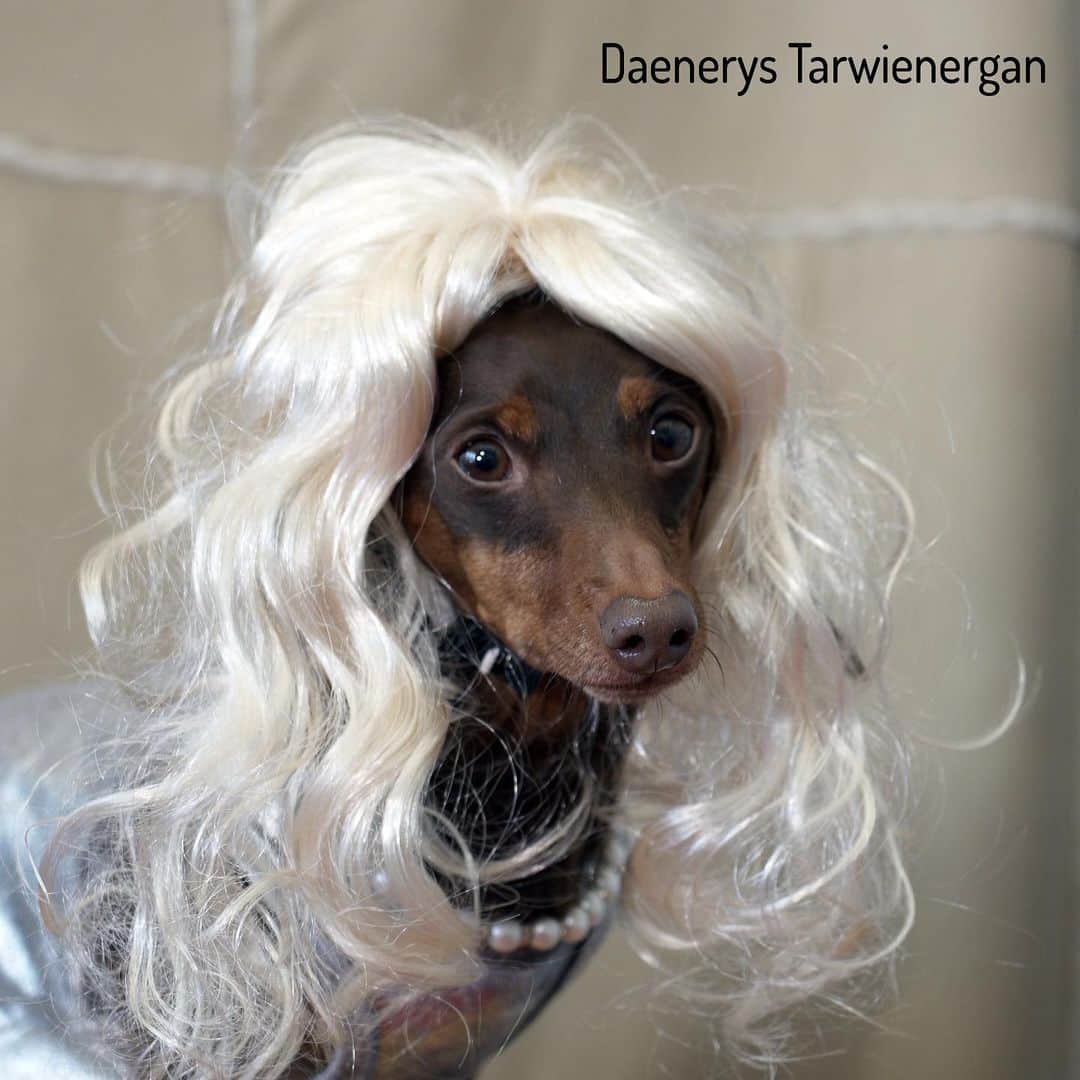 Crusoe the Celebrity Dachshundさんのインスタグラム写真 - (Crusoe the Celebrity DachshundInstagram)「Who’s your guess to win the throne on tonight’s #GoT finale?!? Is it: 👉Jon Snoot 👉Daenerys Tarwienergan 👉Droakley  Lemme know who you think!!” ~ Crusoe #GameofThrones #GoT #TheFinalEpisode」5月20日 7時40分 - crusoe_dachshund