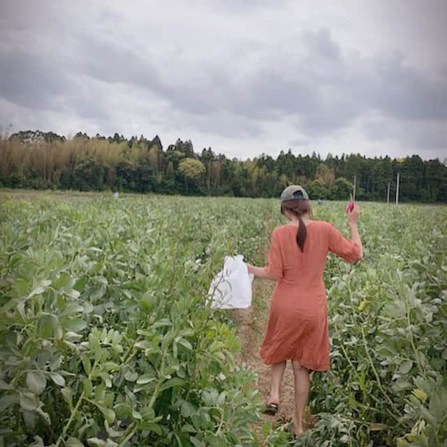 藤崎奈々子さんのインスタグラム写真 - (藤崎奈々子Instagram)「そら豆狩り ・ もぎたてのそら豆を お湯で茹でて、塩なしで食べたら とてつもなく美味しかった❣️ ・ #狩り #そら豆 #今日はそら豆ポタージュ」5月20日 7時55分 - nanakofujisaki