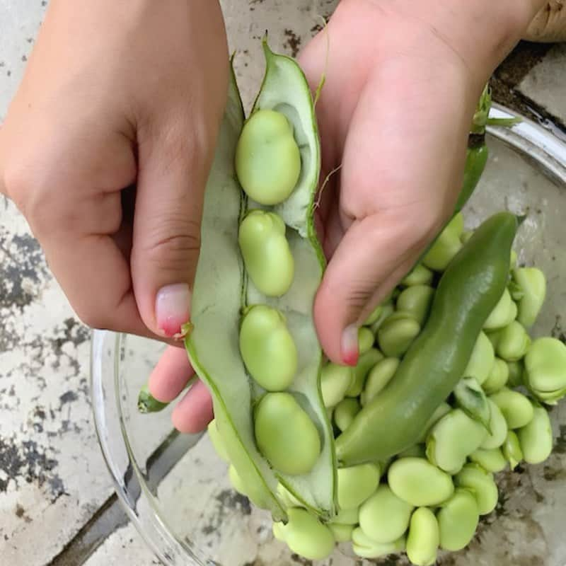 藤崎奈々子さんのインスタグラム写真 - (藤崎奈々子Instagram)「そら豆狩り ・ もぎたてのそら豆を お湯で茹でて、塩なしで食べたら とてつもなく美味しかった❣️ ・ #狩り #そら豆 #今日はそら豆ポタージュ」5月20日 7時55分 - nanakofujisaki