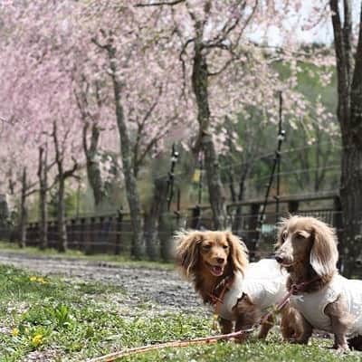 くるみんのインスタグラム：「* 花の都公園の桜🌸トンネル  #ミニチュアダックスフンド #ミニチュアダックスフント #ミニチュアダックス #イザベラタン #イザベラ #カニンヘンダックスフント #カニンヘンダックス #カニンヘン #カニンヘンダックスフンド #チョコタンダックス #チョコタン #ダックス多頭飼い #ダックスフント #ダックス #ダックスフンド #花の都公園 #桜 #わんこなしでは生きていけません会 #ワンコなしでは生きて行けません会 #いぬばか部 #いぬすたぐらむ #短足部 #east_dog_japan #dachshundgram #dachshund #dogstagram #instagramdog #instadachs #kyounodachs #todayswanko」