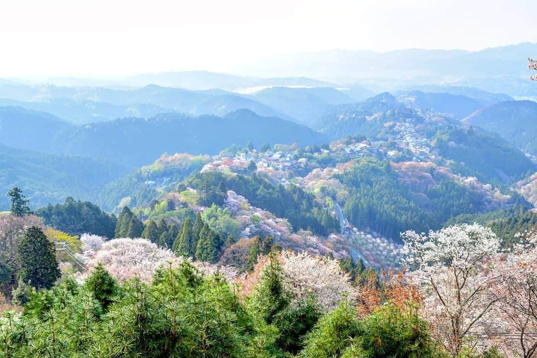 フランス大使館さんのインスタグラム写真 - (フランス大使館Instagram)「【📷フランス人が見た日本】 奈良県吉野山の桜の写真です。春には3万本の桜が咲きほこり、一面が桜色に🌸。@Tomrefr さん、すてきな写真をありがとうございます！ 📷Le Japon vu par les Français : Située dans la préfecture de #Nara, les 30 000 cerisiers de la montagne de Yoshino repeignent chaque année le paysage en rose au printemps🌸. Merci à @Tomrefr pour ce partage !」5月20日 8時00分 - ambafrancejp