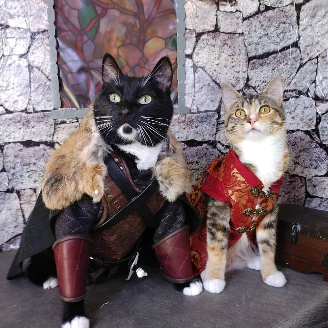 猫コスプレさんのインスタグラム写真 - (猫コスプレInstagram)「Our First and Final Game of Thrones Prediction:  No one with a claim will be left, thus we'll see Ser Pounce upon the Throne. Don't worry Thrones Fans, he'll send word to the North to bring the Kingdom together by appointing Ghost as Paw of the King.  #GameofThrones  #GameofThronesFinale . . . . . . . #gotfamily #gotcosplay #got #GoTS8 #JonSnowcosplay #tyrionlannister #jonsnow #Tyrion #tyrioncosplay #gotfan #gotfanart #jonsnowfanart #catcostume #CatCosplay #cosplay」5月20日 8時32分 - cat_cosplay