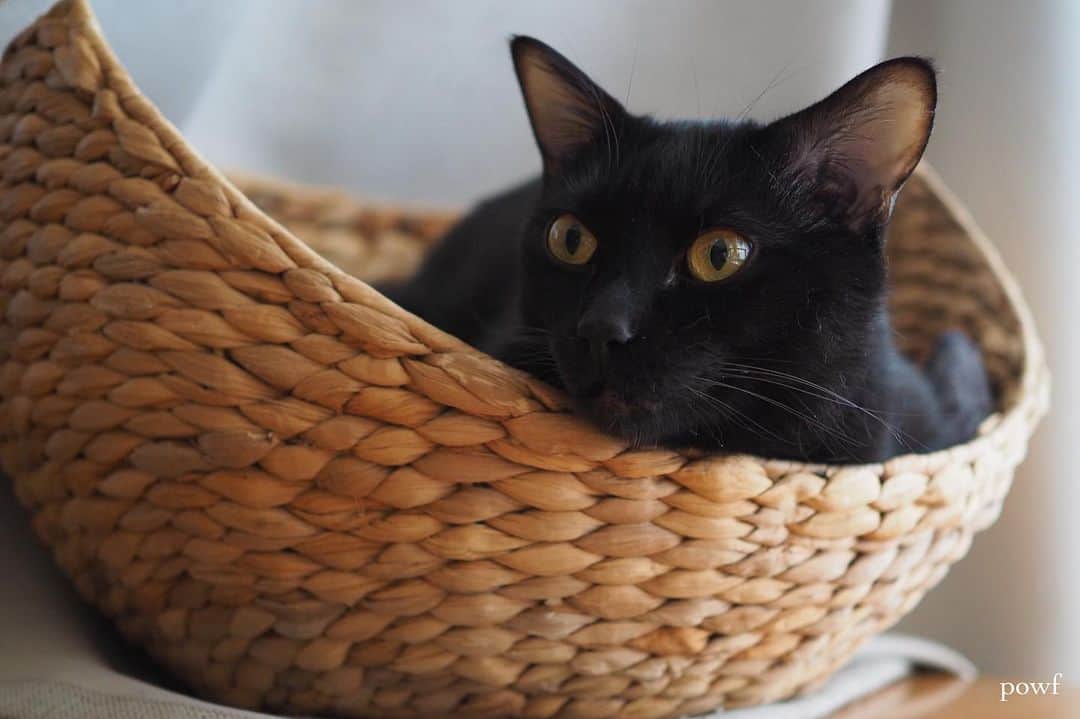 anemone_69のインスタグラム：「. #ハカセとキョウジュ #blackcat #黒猫 #cat #猫 #保護猫 . . .」