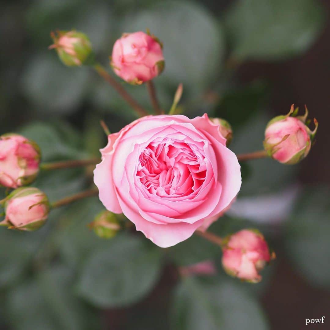 anemone_69のインスタグラム：「. #バラ #薔薇 #京王フローラルガーデン . . .」