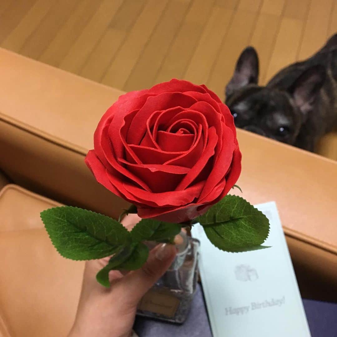 範田紗々さんのインスタグラム写真 - (範田紗々Instagram)「この薔薇、生花じゃないの ブリザーブドフラワーでもないの すごい繊細な作り #じゃあ何でしょう」5月20日 8時41分 - handa_sasa
