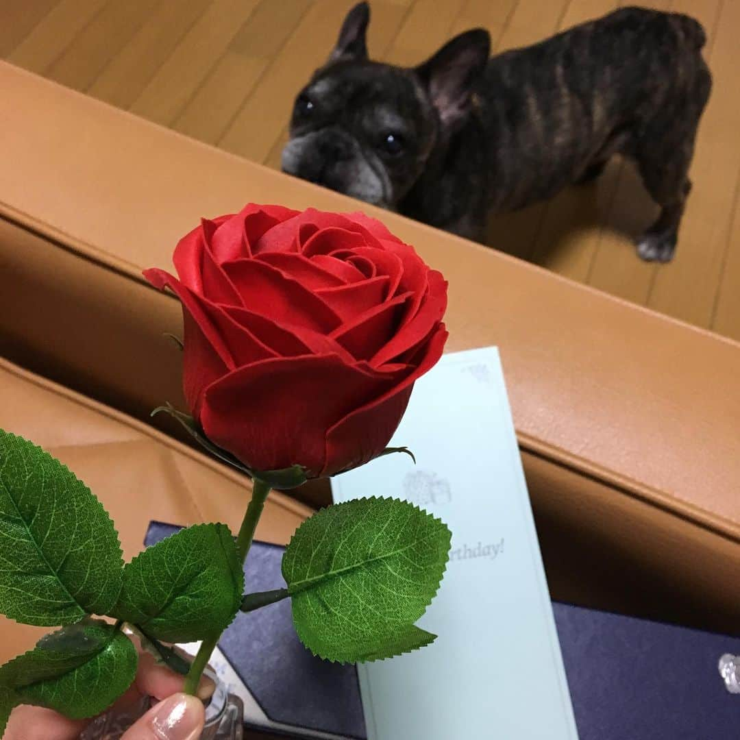 範田紗々さんのインスタグラム写真 - (範田紗々Instagram)「この薔薇、生花じゃないの ブリザーブドフラワーでもないの すごい繊細な作り #じゃあ何でしょう」5月20日 8時41分 - handa_sasa