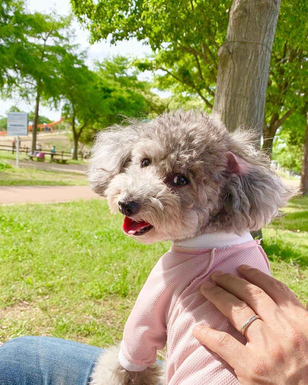 桜井未来さんのインスタグラム写真 - (桜井未来Instagram)「ビート🐩💓 モデルさんみたいにポーズ取ってくれて可愛いー😍💕（笑） ・ ・ ・  #公園 #お出かけ #ママ #baby #ママ友募集 #赤ちゃんのいる生活 #ママサークル #ママイベント #ママ会 #都内ママ #ベビスタグラム #mamagirl #ベビフル #コドモダカラ #コドモノ #ママリ #親バカ部 #新米ママ東京部 #お弁当 #弁当 #obento #ピクニック #いぬ #いぬすたぐらむ #いぬのいる暮らし #犬 #dog #dogstagram #いぬ部 #いぬバカ部」5月20日 8時45分 - miki.sakurai0214