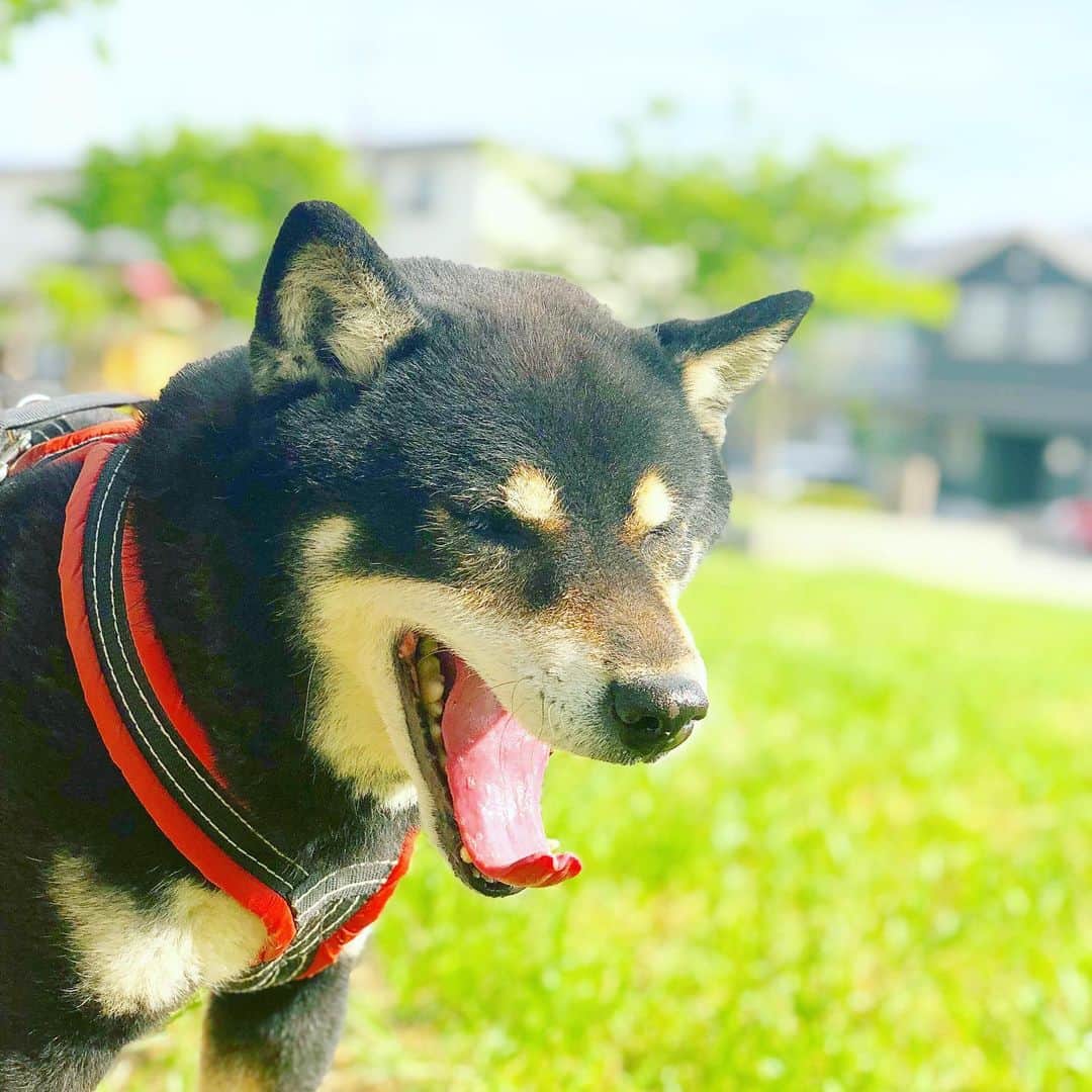 小川博永さんのインスタグラム写真 - (小川博永Instagram)「眠いぞ。  #今朝まる #ししまる #dog #dogs #柴犬 #黒柴」5月20日 8時55分 - ogawahironaga