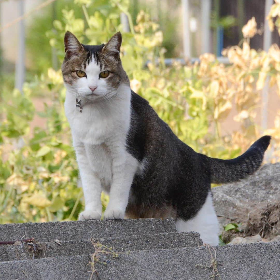 やふさんのインスタグラム写真 - (やふInstagram)「新吉と正反対の、タルタル短足姐さん . #cat #neko #catlovers #catsofinstagram #catstagram #instacat #猫 #ねこ #ネコ #保護猫 #のま #のまらー #被災猫」5月20日 9時21分 - kyafy