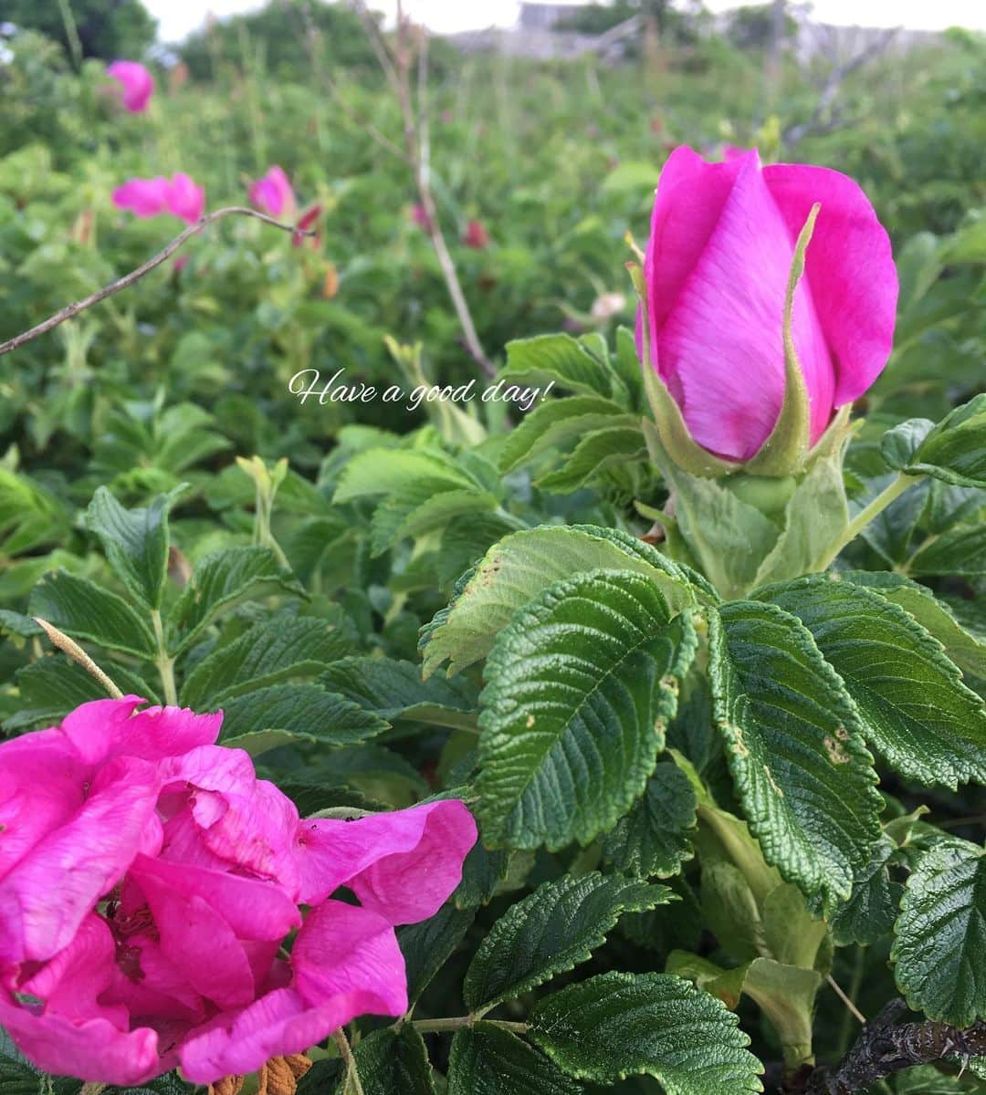 雑誌『花時間』さんのインスタグラム写真 - (雑誌『花時間』Instagram)「おはようございます。自然の中でも、バラが花の季節を迎えています。それが、このハマナス。原種のバラで、北は北海道、南は島根あたりまでの海沿いの砂地に自生しています。じつは、この週末、所用で実家へ帰省。家の裏に群生するハマナスの花に折りよく、再会できたんです。ひと重の花びらが開くと、黄色いしべ。そして何よりも、香りがとーってもよいお花なんです。どんな香りかというと…バラのイブピアッチェの香りがいちばん近いかも？  茎には、何者も寄せつけないぞーとばかりに鋭いトゲがびっしり。子どもの頃は、このハマナスの実を摘んで、お盆の仏壇飾りにしていたものでした。懐かしいなぁ。皆さんも、大事なお花ってありますよね？  私にとってはハマナスです。では、今週も元気smile😊😊😊で頑張りましょう！ by ピーターパン  #hana #flower #flowers #flowerslovers #flowerstagram #花時間 #花時間2019  #花好き #花藝 #花好きな人と繋がりたい #花が好きな人と繋がりたい #花のある生活 #花のある暮らし #ハマナス #原種のバラ #野生のバラ #バラが好き #バラが好きな人と繋がりたい  #初夏の花 #ピンクの花が好き #Ramanasrose  #Rugosarose  #Originalrose  #botanicallife  #Japaneserose  #花屋さんへ行こう」5月20日 9時15分 - hanajikan_magazine