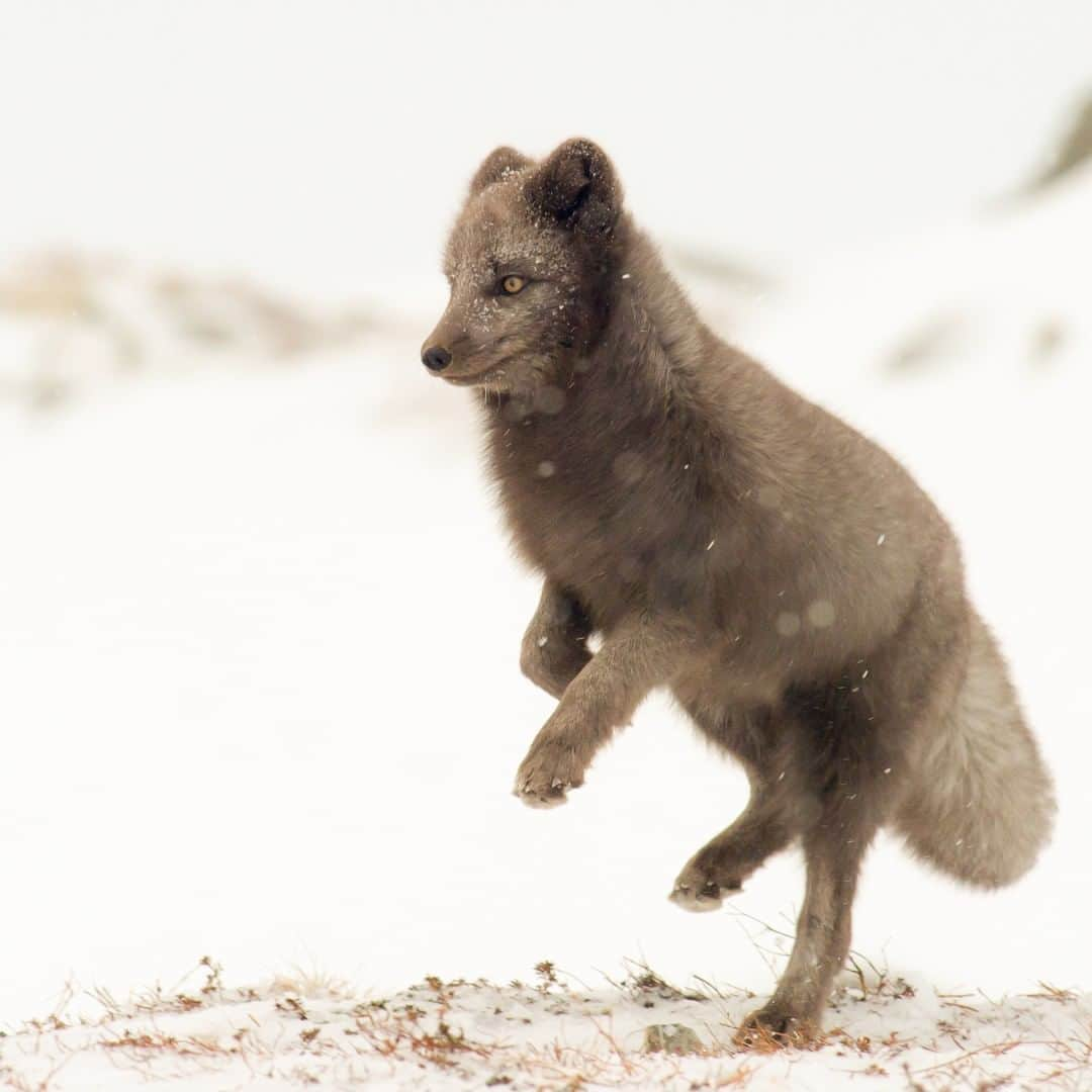 Nikon Australiaさんのインスタグラム写真 - (Nikon AustraliaInstagram)「A Teleconverter increases the apparent focal length of your NIKKOR lenses, allowing you to capture amazing wildlife images from a greater distance. @kinge42 demonstrates this with his stunning image of an Artic Fox, making the most of a blizzard in Dovrefjell National park, Norway.  Camera: Nikon #D4 Lens: Nikon AF-S NIKKOR 300mm f/2.8G ED VR II with AF-S Teleconverter TC-14E III Settings: 420mm | f/9 | 1/800s | ISO 640  #MyNikonLife #Nikon #NikonAustralia #NikonTop #Photography #DSLR #WildlifePhotography #ArcticFox」5月20日 9時34分 - nikonaustralia