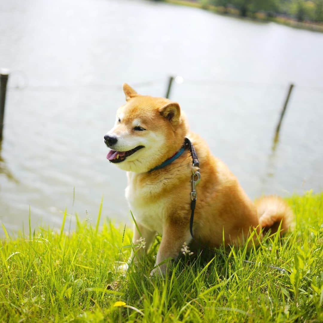 まる（まるたろう）さんのインスタグラム写真 - (まる（まるたろう）Instagram)「Be smiling on Monday ✨🐶☺️✨月曜日おはまる〜 今週も頑張っていこうね〜 #まるはサラダバーで食べてるからね #みんなの分もあるよ #食べにおいで #初心者にはまるが選んであげるからね」5月20日 9時36分 - marutaro