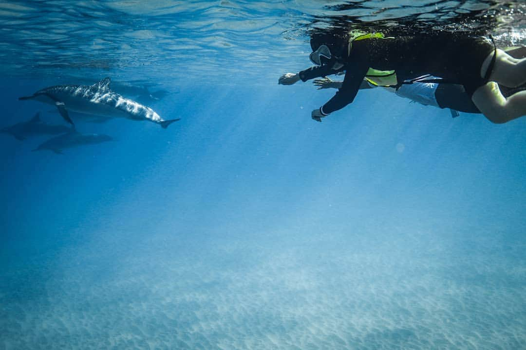 And Youさんのインスタグラム写真 - (And YouInstagram)「What's your closest encounter with a wild dolphin? . . . . . . #hawaiivacation #underwaterphotography #oahutours #fisharefriends #unrealhawaii #oahu #ocean #hawaiiholiday #dolphinsandyou」5月20日 9時36分 - dolphinsandyou