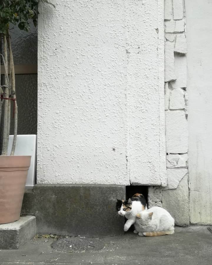 NEKOくらぶさんのインスタグラム写真 - (NEKOくらぶInstagram)「|| 通りますよっと⠀ *⠀ Facebookから、Asano Yuukiさんの作品ですにゃ（＝ΦωΦ＝）⠀ *⠀ 投稿いただいたURL⠀ https://www.facebook.com/photo.php?fbid=856447761375523⠀ *⠀ いいね！＆コメント大歓迎！！⠀ *⠀ #nekoclub #NEKOくらぶ #Japan #Photo #写真 #日本 #cat #ネコ #ねこ #猫 ⠀ Follow: @nekoclub_jpn⠀ *⠀ ▼【廣済堂出版共同企画】NEKOくらぶの皆さまとつくる「NEKOくらぶ写真集」、発売中♪（＝ΦωΦ＝）⠀ ※詳細は本アカウント「 @nekoclub_jpn 」のプロフィールに固定しているハイライトから」5月20日 10時00分 - nekoclub_jpn