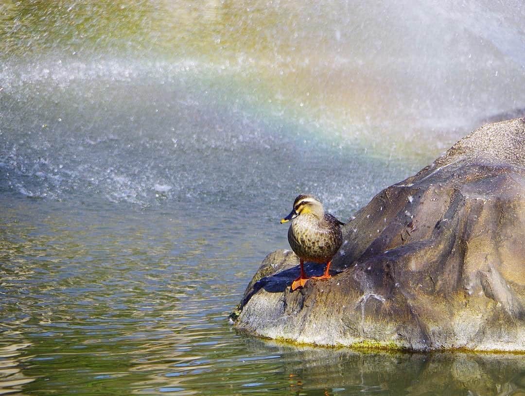 あなたのLOVE CHIBA教えてキャンペーンさんのインスタグラム写真 - (あなたのLOVE CHIBA教えてキャンペーンInstagram)「鎌ヶ谷の貝殻山公園🌈 ✨  大きな池があり、噴水の周りには水鳥が泳いでいることがあるそうです🐦 季節ごとに変わる風景が楽しめるスポットです⸜🌷︎⸝‍ 身近な自然や野鳥を観察しながら散策してみてはいかがでしょうか☺️❓ 【らぶちばseason7: @haiirohosororisuさんの投稿】 * * らぶちばseason7は3月31日で終了しましたが、投稿していただいたあなたのラブちば写真を引き続き紹介していきます！ らぶちばseason8もただ今準備中📸  #loveloveCHIBA　#ちばかつ　#千葉県 #鎌ヶ谷市　#初富　#千葉　#公園  #貝殻山公園　#鎌ヶ谷貝殻山公園 #とり #かも　#野鳥　#水鳥 #花　#虹　#レインボー　#rainbow #ファインダー越しの私の世界 #ファインダー越しの世界  #写真好きな人と繋がりたい  #写真撮ってる人と繋がりたい  #japan #japan_view #nihon #日本 #誰かに見せたい風景 #お写んポ  #アウトドア #外遊び」5月20日 10時03分 - love.love.chiba