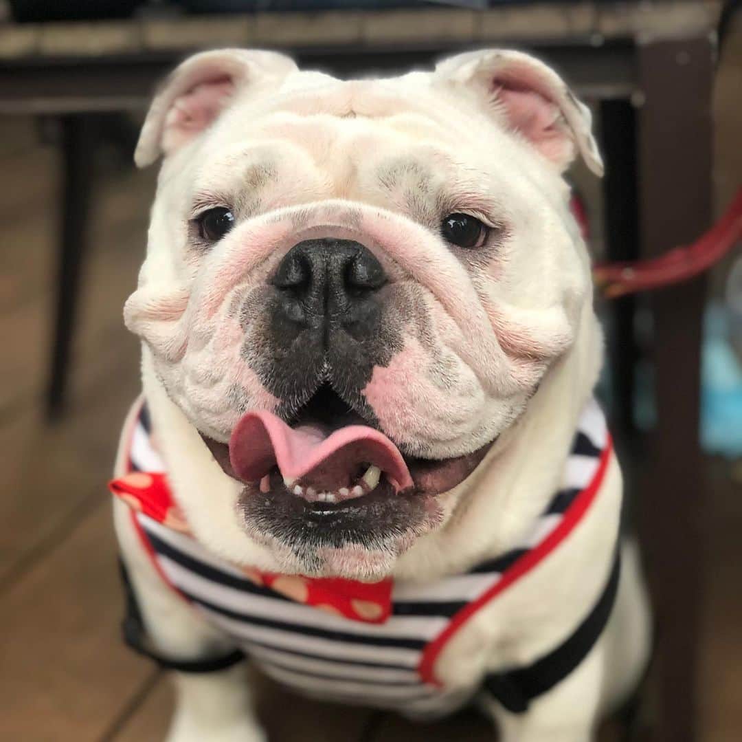 堀田祐美子のグルメインスタ