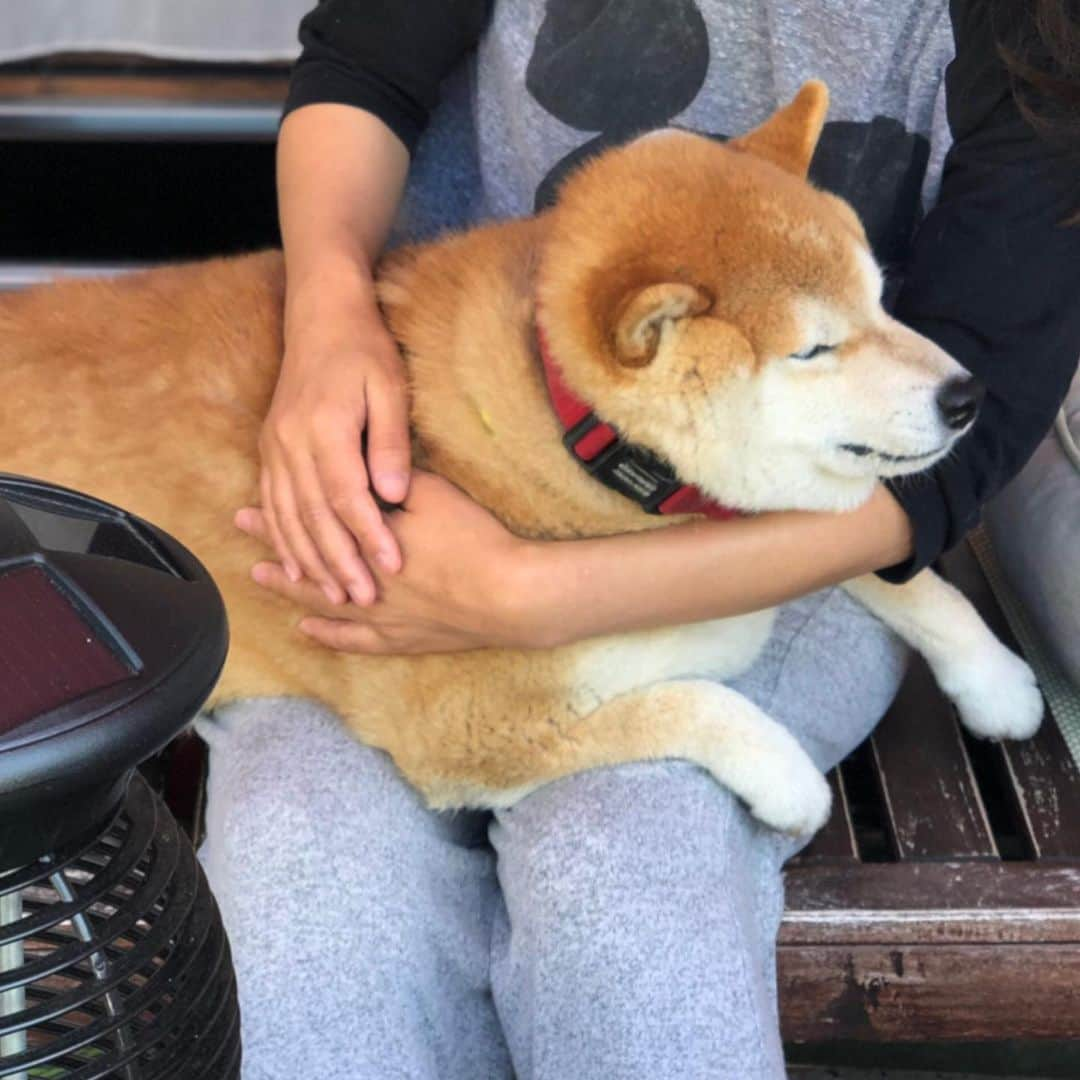 柴犬 たろさんのインスタグラム写真 - (柴犬 たろInstagram)「今日のわんこ🐻 抱っこは出来ないので、膝乗せ❤ ✩ ✩ #膝乗せ可愛がり🐖 #shibainu #japanesedog #柴犬」5月20日 10時53分 - tarochantarochan