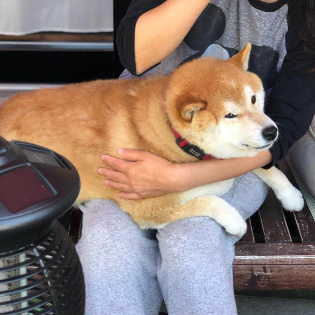 柴犬 たろさんのインスタグラム写真 - (柴犬 たろInstagram)「今日のわんこ🐻 抱っこは出来ないので、膝乗せ❤ ✩ ✩ #膝乗せ可愛がり🐖 #shibainu #japanesedog #柴犬」5月20日 10時53分 - tarochantarochan