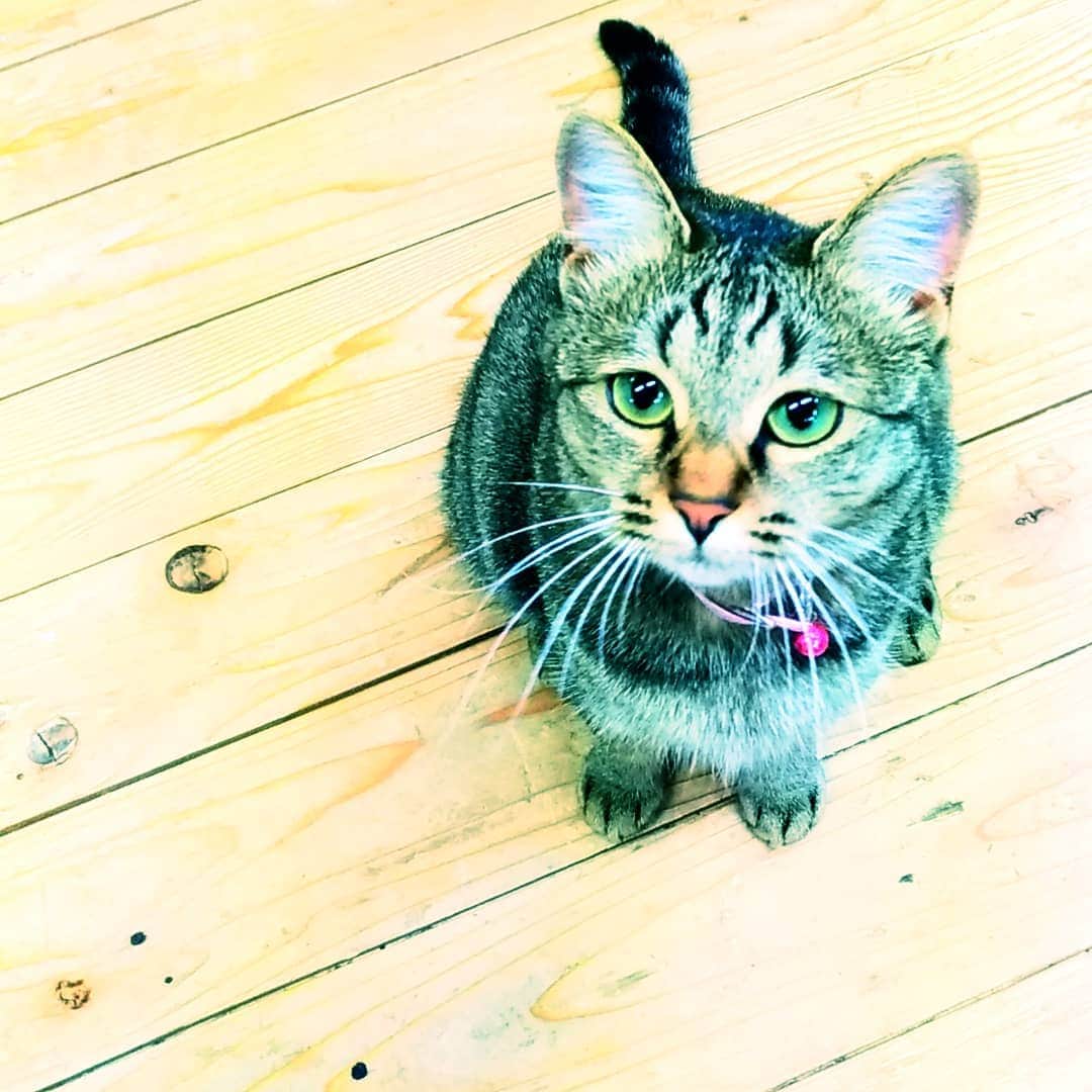 高口里純さんのインスタグラム写真 - (高口里純Instagram)「出勤カムさん🐱🐾 #猫#ねこすたぐらむ #にゃんすたぐらむ #キジトラ#事務所にて #おはようございます😊  #cat#kitty#pet#office #goodmorning」5月20日 10時55分 - takaguchijay