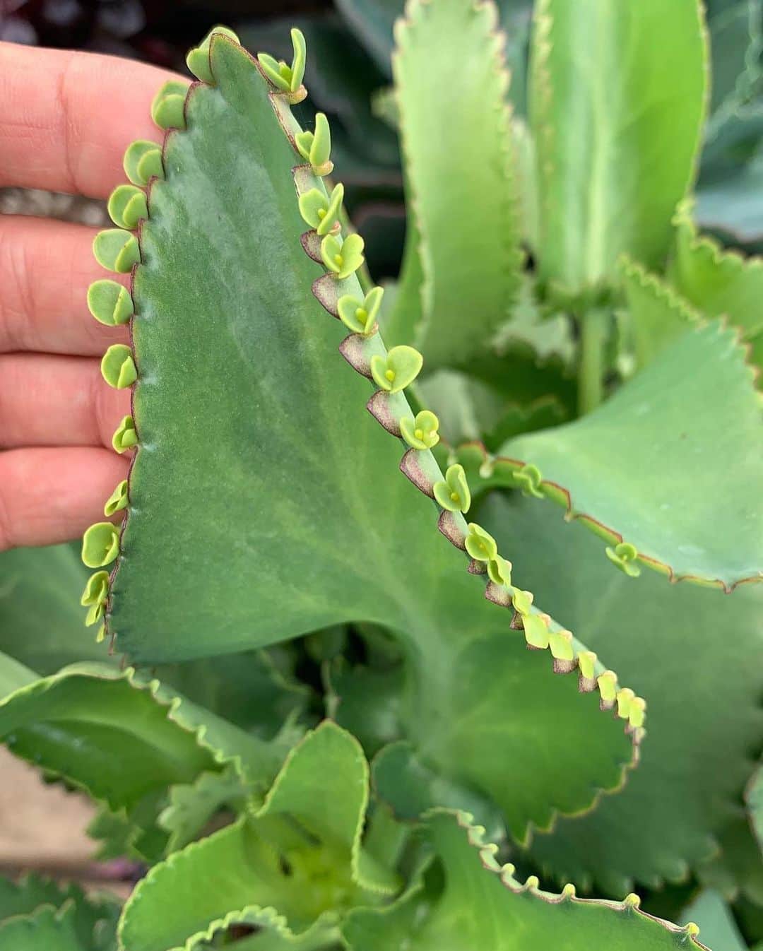 OLIVIAのインスタグラム：「Want to bring home some many plant babies.... ALL THE TIME!!😬😝🥰 Check this cool guy out. #kalanchoes #kalanchoedaigremontianum」
