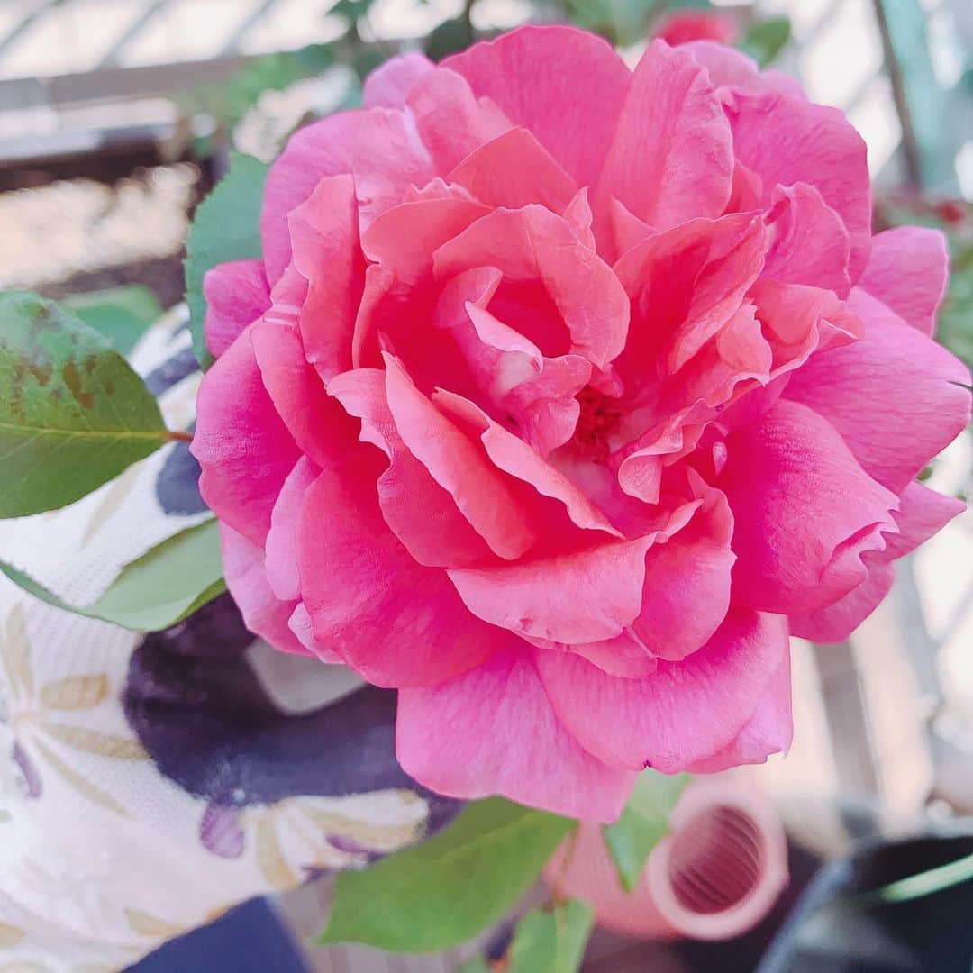森下千里のインスタグラム：「Good morning と言ってるみたいに。 . . #ベランダ #ベランダガーデン #バラ #バルコニーガーデン #life」
