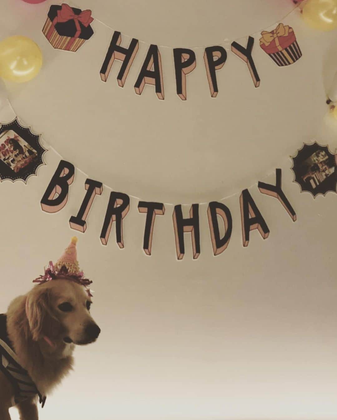 葵ゆりかさんのインスタグラム写真 - (葵ゆりかInstagram)「誰の誕生日だっけ。笑  #主役感 #birthdayparty #birthday #誕生日 #愛犬 #にょろ #おもち #ミックス犬 #ミニチュアダックス #パピヨン #マルチーズ ＃ポメラニアン #pomeranian #ポメ #白ポメ #兄弟 #仲良し #dogstagram #instadog #わんこ #犬 #犬バカ部 #dog」5月20日 11時17分 - yuriyuricchi