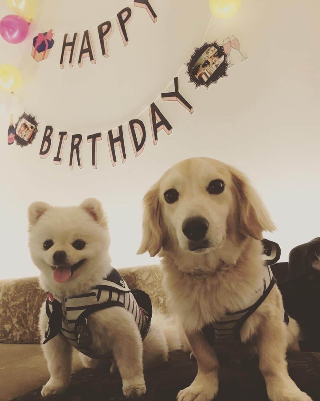 葵ゆりかさんのインスタグラム写真 - (葵ゆりかInstagram)「誰の誕生日だっけ。笑  #主役感 #birthdayparty #birthday #誕生日 #愛犬 #にょろ #おもち #ミックス犬 #ミニチュアダックス #パピヨン #マルチーズ ＃ポメラニアン #pomeranian #ポメ #白ポメ #兄弟 #仲良し #dogstagram #instadog #わんこ #犬 #犬バカ部 #dog」5月20日 11時17分 - yuriyuricchi