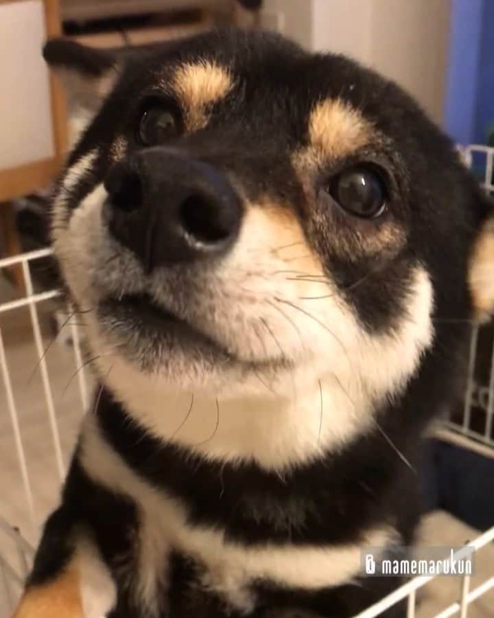 まめ丸のインスタグラム：「* * 【 #今日のおでむかえシリーズ 】 おかえりなさーい❣️ 今日もおるすばんがんばったよ🐶💓 --------------------------------- 今日のおでむかえでブログかいたよ🐶📖 ストーリーかプロフィールからみてね🍀 * Welcome home🐶💓 I was waiting for you to come back home❣️ --------------------------------- I updated my blog🐶💓 The URL is in my profile. Please visit it if you have time❣️ * #最後のほうアザラシさんみたいだね #ヒコーキ耳 ✈︎ #まめ丸ヒコーキ * #柴犬#豆柴#柴#黒柴#黒豆柴#犬#ふわもこ部#shiba#shibainu#shibastagram#shibadog#puppy#instadog#dogstagram#dog#mameshiba#instashiba#petstagram#pet#buzzfeedanimals#cute#cutedog#강아지#멍스타그램#doglover#worldofcutepets」
