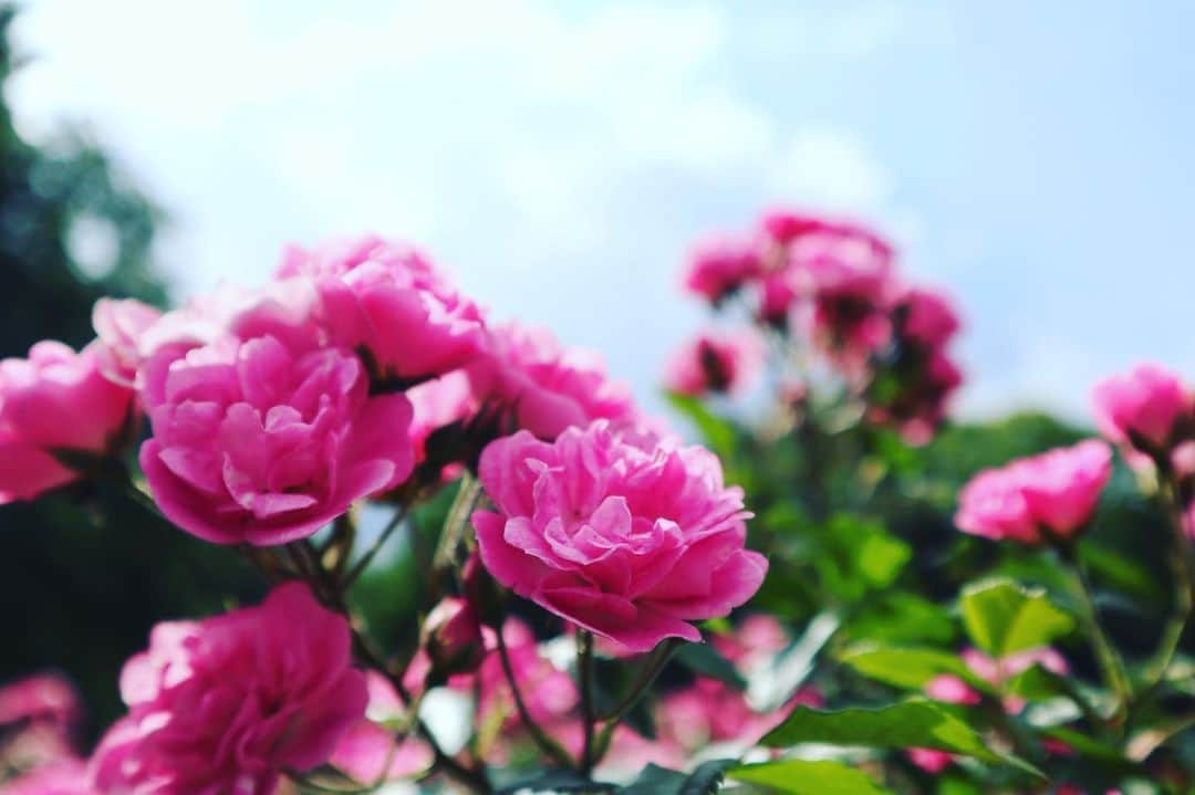 真仲りえさんのインスタグラム写真 - (真仲りえInstagram)「薔薇綺麗だなー と定番のものを撮ってみる。  #ポートレート  #被写体 #薔薇 #季節の花」5月20日 21時38分 - aries03m