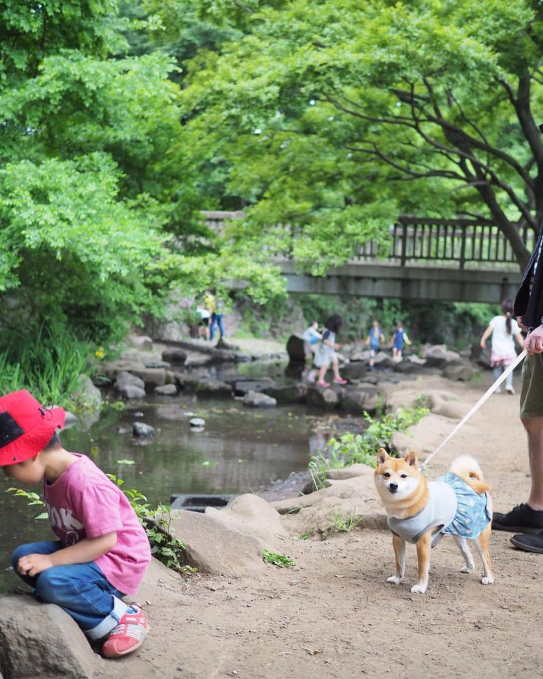 豆柴にこちゃんさんのインスタグラム写真 - (豆柴にこちゃんInstagram)「🐶 昨日の吉祥寺写真続き。 . 3枚目だけ動画で、 私の買い物待ちをしてる父娘だよー。 . パパは暇さえあればいつもツムツムやってて、昨日最高スコアで1300万点ちょい出したそうです。 . #柴犬#豆柴#pecoいぬ部#犬#わんこ#犬#ここ柴部#shibainu#dog#mameshiba#pecotv#dog#いぬのきもち部#しばいぬ#しばけん#こいぬ#シバイヌ#いぬ#イヌ#赤柴#マメシバ#ペット#日本犬#子犬#puppy#doggo#pet」5月20日 21時46分 - nikochan.mame48