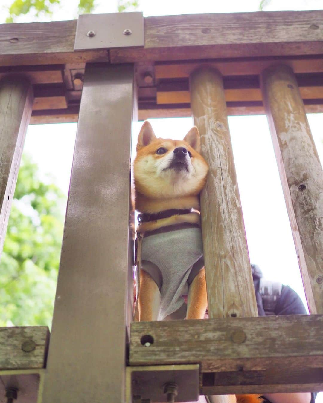 豆柴にこちゃんさんのインスタグラム写真 - (豆柴にこちゃんInstagram)「🐶 昨日の吉祥寺写真続き。 . 3枚目だけ動画で、 私の買い物待ちをしてる父娘だよー。 . パパは暇さえあればいつもツムツムやってて、昨日最高スコアで1300万点ちょい出したそうです。 . #柴犬#豆柴#pecoいぬ部#犬#わんこ#犬#ここ柴部#shibainu#dog#mameshiba#pecotv#dog#いぬのきもち部#しばいぬ#しばけん#こいぬ#シバイヌ#いぬ#イヌ#赤柴#マメシバ#ペット#日本犬#子犬#puppy#doggo#pet」5月20日 21時46分 - nikochan.mame48