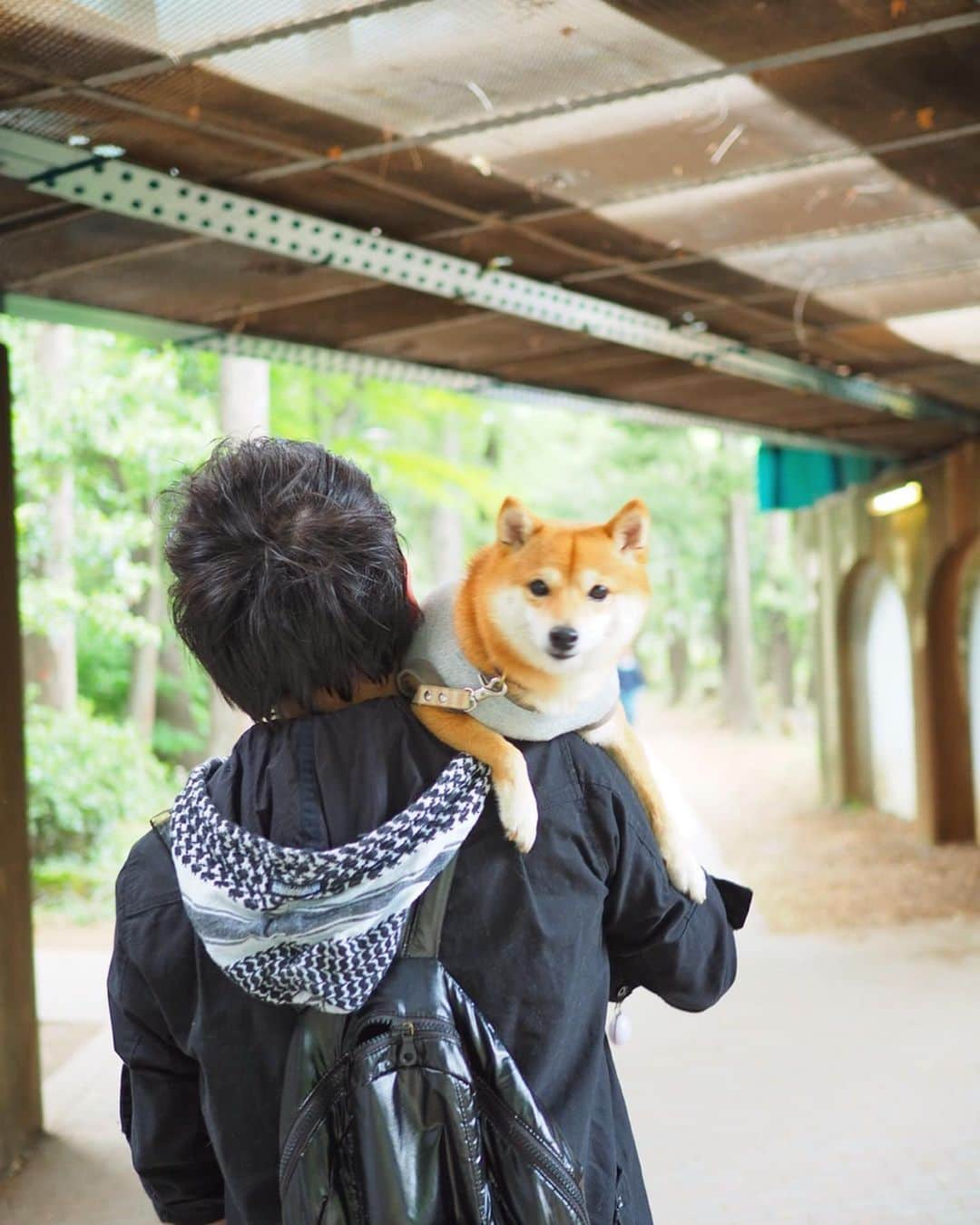 豆柴にこちゃんさんのインスタグラム写真 - (豆柴にこちゃんInstagram)「🐶 昨日の吉祥寺写真続き。 . 3枚目だけ動画で、 私の買い物待ちをしてる父娘だよー。 . パパは暇さえあればいつもツムツムやってて、昨日最高スコアで1300万点ちょい出したそうです。 . #柴犬#豆柴#pecoいぬ部#犬#わんこ#犬#ここ柴部#shibainu#dog#mameshiba#pecotv#dog#いぬのきもち部#しばいぬ#しばけん#こいぬ#シバイヌ#いぬ#イヌ#赤柴#マメシバ#ペット#日本犬#子犬#puppy#doggo#pet」5月20日 21時46分 - nikochan.mame48