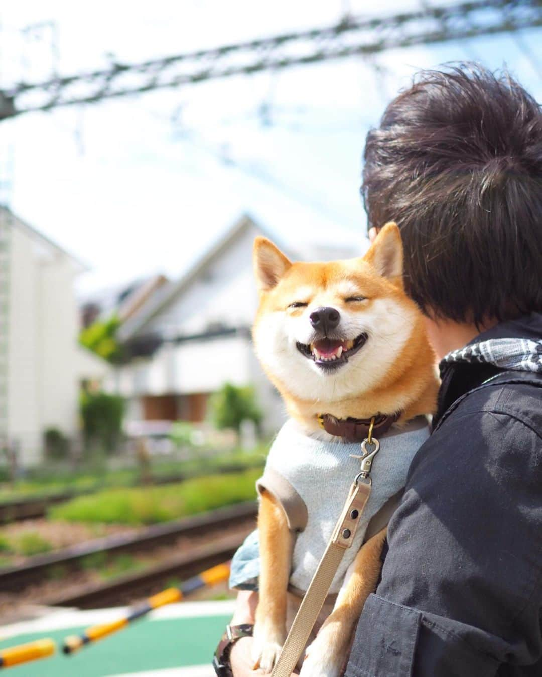 豆柴にこちゃんさんのインスタグラム写真 - (豆柴にこちゃんInstagram)「🐶 昨日の吉祥寺写真続き。 . 3枚目だけ動画で、 私の買い物待ちをしてる父娘だよー。 . パパは暇さえあればいつもツムツムやってて、昨日最高スコアで1300万点ちょい出したそうです。 . #柴犬#豆柴#pecoいぬ部#犬#わんこ#犬#ここ柴部#shibainu#dog#mameshiba#pecotv#dog#いぬのきもち部#しばいぬ#しばけん#こいぬ#シバイヌ#いぬ#イヌ#赤柴#マメシバ#ペット#日本犬#子犬#puppy#doggo#pet」5月20日 21時46分 - nikochan.mame48