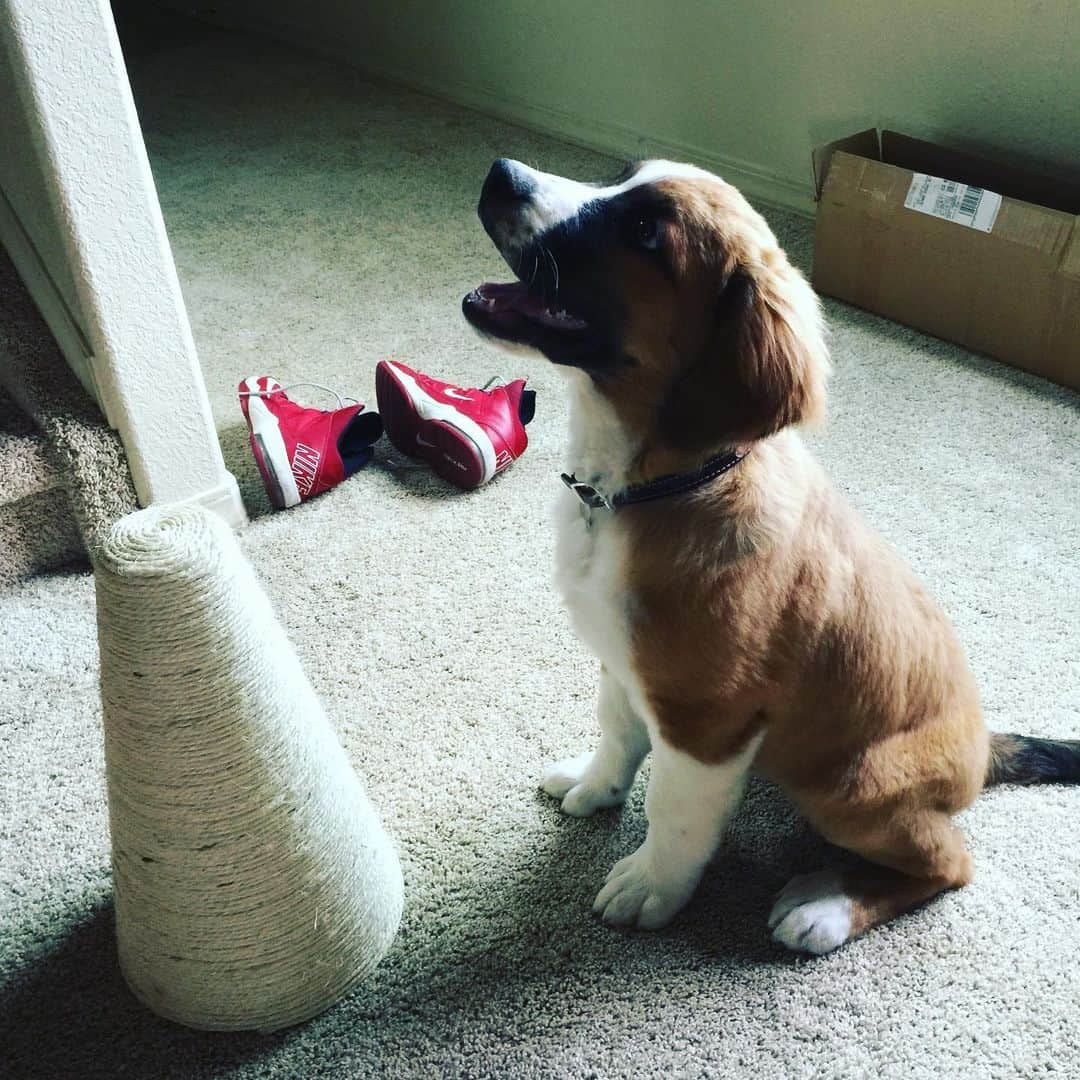 クリス・クニエリムさんのインスタグラム写真 - (クリス・クニエリムInstagram)「Cami just turned 4! This was her at 4 months old. #stbernese #camshaft」5月20日 21時59分 - chris_knierim