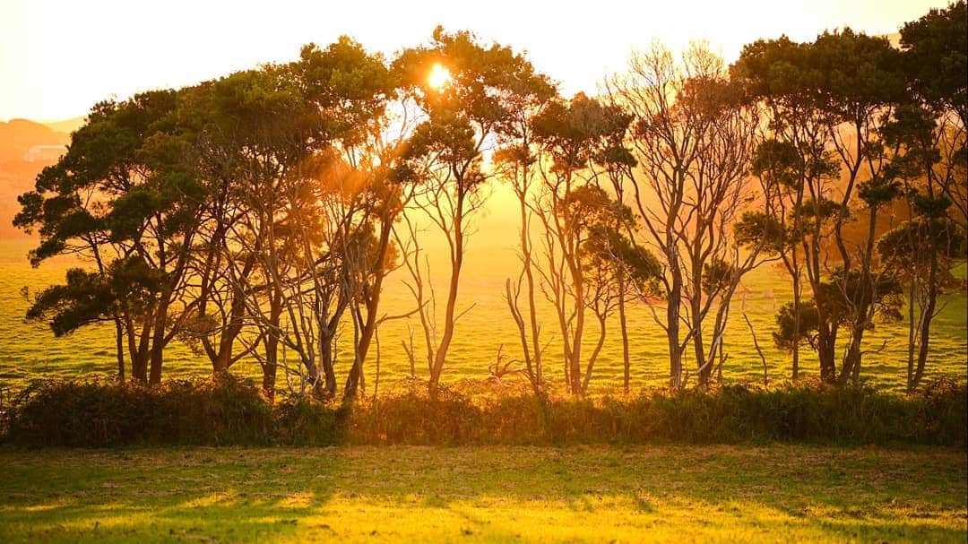 ペイジー・クラッセンのインスタグラム：「Australia's beautiful beams of evening light just seem to last forever. Maybe the sun painted the cliffs and left them permanently copper as well? #australia #sunset #koala」