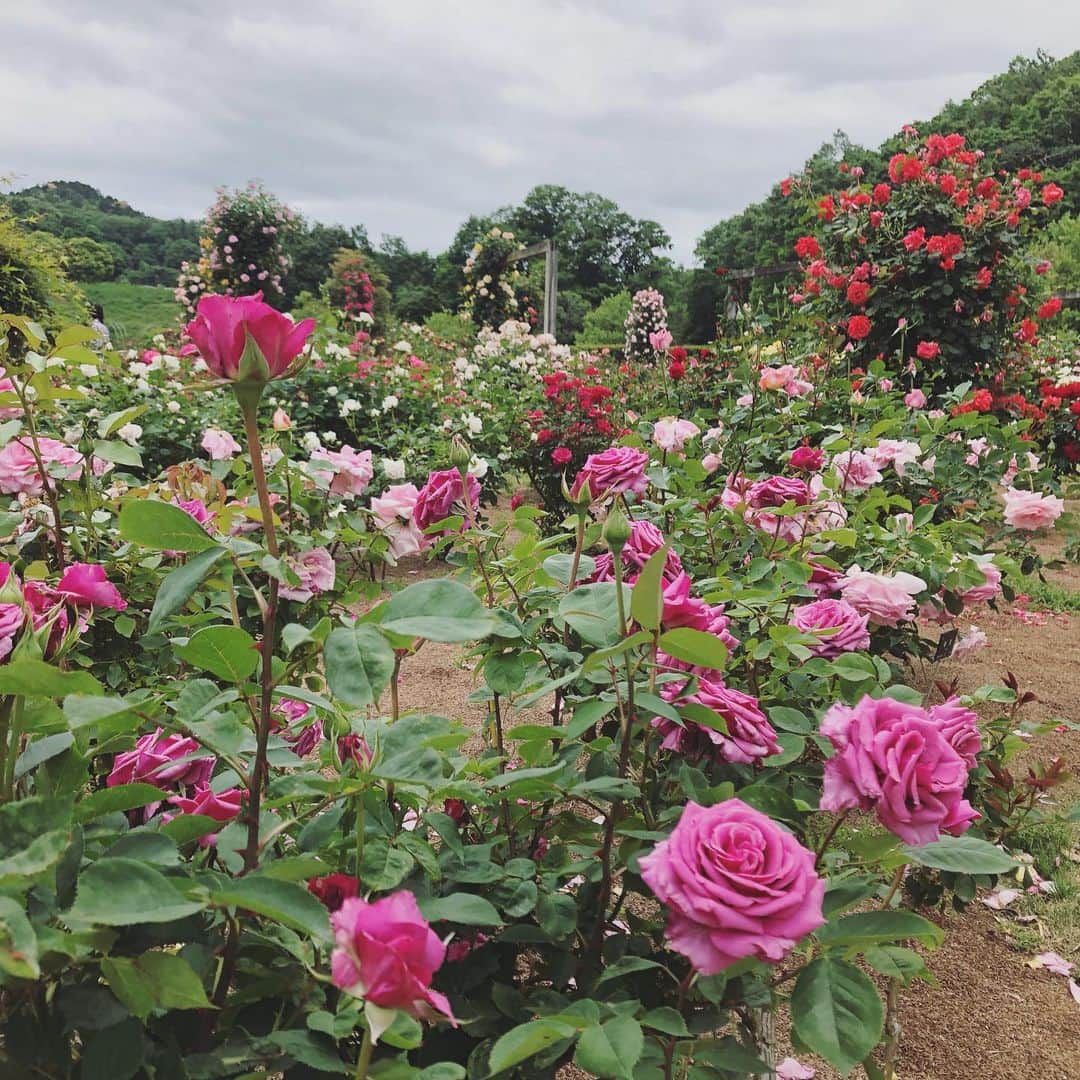 石川由香里さんのインスタグラム写真 - (石川由香里Instagram)「. 今日のレポートは 花フェスタ記念公園から お届けしましたー。 . 風が強かったので あまーい香りが 公園内に広がって すごく贅沢な気分に(*´艸｀*) . ロイヤルローズガーデンにある 「マサコ」と「ハイネス雅（みやび）」。 . この２つは、 皇后雅子さまにちなんだバラで、 ご成婚のときに名付けられたものです。 . 令和元年に 是非 ご覧くださいー(*´艸｀*) . #花フェスタ記念公園 #春のバラまつり #マサコ #ハイネス雅」5月20日 22時14分 - yukari_ishikawa