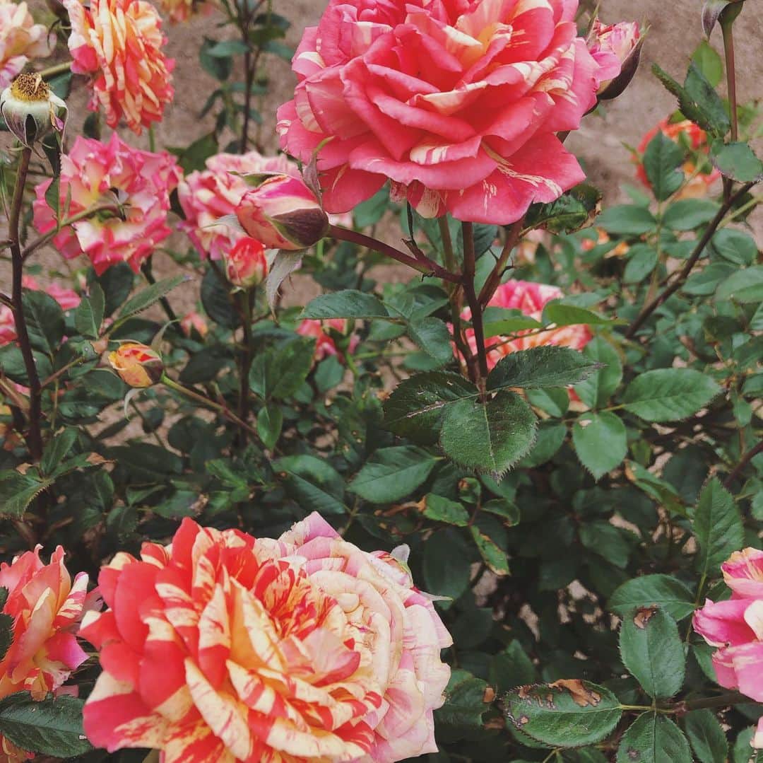 石川由香里さんのインスタグラム写真 - (石川由香里Instagram)「. 今日のレポートは 花フェスタ記念公園から お届けしましたー。 . 風が強かったので あまーい香りが 公園内に広がって すごく贅沢な気分に(*´艸｀*) . ロイヤルローズガーデンにある 「マサコ」と「ハイネス雅（みやび）」。 . この２つは、 皇后雅子さまにちなんだバラで、 ご成婚のときに名付けられたものです。 . 令和元年に 是非 ご覧くださいー(*´艸｀*) . #花フェスタ記念公園 #春のバラまつり #マサコ #ハイネス雅」5月20日 22時14分 - yukari_ishikawa