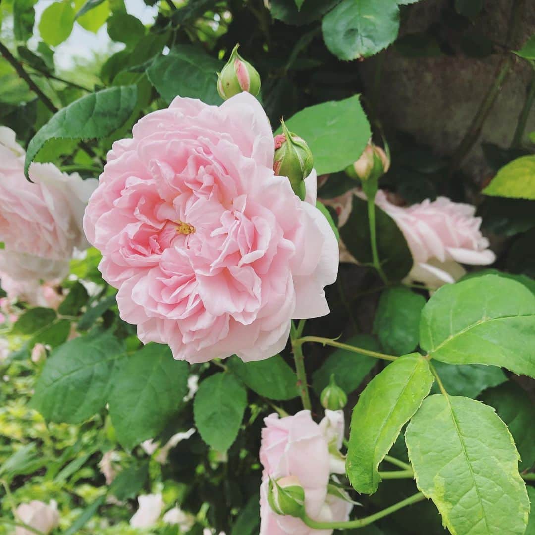 石川由香里のグルメインスタ