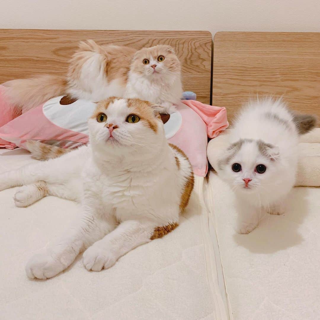 のんたのインスタグラム：「はじめての3ショット✨ もうみんなすっかり仲良しです❤️ ・ #scottishfold #catstagram_japan #catsofinstagram #cats_of_instagram #catoftheday #purr #bestmeow #catlover #cutecat #kittensofinstagram #cute #スコティッシュフォールド#スコティッシュフォールドロングヘア #にゃんすたぐらむ #猫多頭飼い」